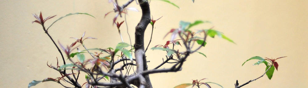 荒川区テニス連盟